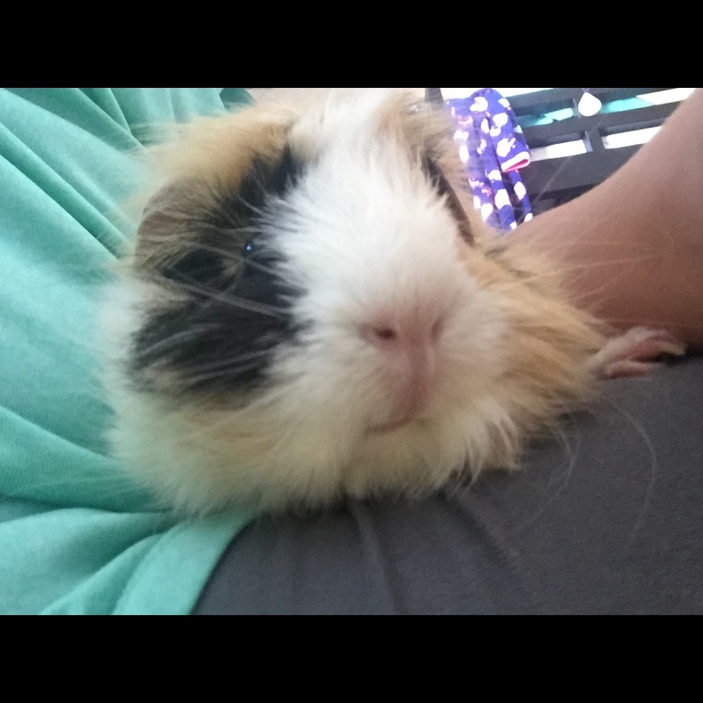 Meet your Posher, Misty